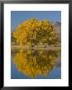 Usa, New Mexico, Socorro, Bosque De Apache National Wildlife Refuge by Alan Copson Limited Edition Print