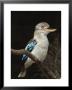 Blue-Winged Kookaburra (Dacelo Leachii) In Captivity, Airlie Beach, Queensland, Australia, Pacific by James Hager Limited Edition Print
