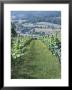 Vineyards In Countryside Near Saint Jean Pied De Port, Basque Country, Aquitaine, France by Robert Harding Limited Edition Print