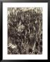 Crowd Of People At A Fair by Vincenzo Balocchi Limited Edition Print