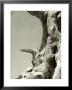 Weather-Beaten Tree Trunk by Vincenzo Balocchi Limited Edition Print