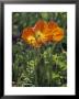 Orange Poppy Flower In The Dallas Arboretum In Dallas, Texas by Richard Nowitz Limited Edition Print