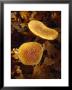 Patterned Orange Brown Fungi Growing In Sunlight In Fall Leaf Litter, Jamieson, Australia by Jason Edwards Limited Edition Print