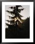 Silhouetted Fir Tree At Twilight by Raymond Gehman Limited Edition Print