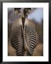 Close View Of Rear End Pattern Of A Grevy's Zebra by Mark Ross Limited Edition Pricing Art Print