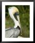 Side View Of A Pelican by Norbert Rosing Limited Edition Print