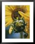 Close View Of A Sunflower Bud by Marc Moritsch Limited Edition Print
