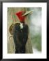 Robust Woodpecker, Iguazu National Park by Roy Toft Limited Edition Print