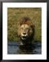 Male African Lion, Panthera Leo, Standing In Water Near The Shore, Okavango Delta, Botswana by Beverly Joubert Limited Edition Pricing Art Print