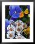 Pansies And Osteospermum Flowers In A Garden, Belmont, Massachusetts, Usa by Darlyne A. Murawski Limited Edition Print