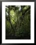 A Sonneratia Mangrove Tree Laden With Epiphytic Ferns by Tim Laman Limited Edition Print