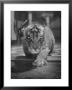 Rajpur, A Tiger Cub, Being Cared For By Mrs. Martini, Wife Of The Bronx Zoo Lion Keeper by Alfred Eisenstaedt Limited Edition Pricing Art Print