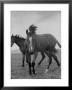 Yearlings Playing Together In The Paddock At Marcel Boussac's Stud Farm And Stables by Lisa Larsen Limited Edition Print