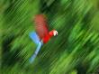Motion Blur Of Flying Red And Blue Macaw, Madre De Dios Province, Amazon River Basin, Peru by Dennis Kirkland Limited Edition Print