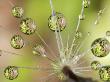 Dandelion Seed Water Droplets Reflecting Plants, San Diego, California, Usa by Christopher Talbot Frank Limited Edition Print