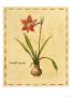 Amaryllis by Elizabeth Garrett Limited Edition Pricing Art Print