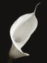 Calla I by Ben Davies Limited Edition Print