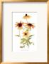 Gloriosa Daisy Family by Pamela Stagg Limited Edition Pricing Art Print