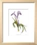 Iris Hoogiana by Pamela Stagg Limited Edition Pricing Art Print