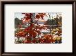 October by Murray Mccheyne Stewart Limited Edition Pricing Art Print