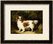 A Blenheim Cavalier King Charles Spaniel by H. Willis Limited Edition Print