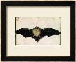 Bat, 1522 by Albrecht Durer Limited Edition Print