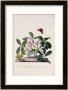 Christmas Rose And Winter Aconite by Georg Dionysius Ehret Limited Edition Pricing Art Print