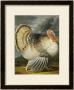 A Turkey In A Landsape by Peter Wenceslaus Limited Edition Pricing Art Print