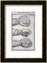 Detailed Views Of A Roman Cestus A Leather Glove Used In Ancient Boxing by A. Forbes Limited Edition Print