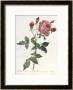 Bouquet Of Rose, Anemone And Clematis by Pierre-Joseph Redoute Limited Edition Print