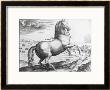 Equus Hispanus by Jan Van Der Straet Limited Edition Print