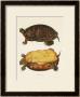 John Edwards Holbrook Pricing Limited Edition Prints