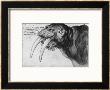 Walrus, British Museum, London by Albrecht Dã¼rer Limited Edition Print