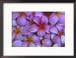 Pink Plumeria, Maui, Hawaii, Usa by Julie Eggers Limited Edition Print