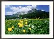 Meadow In Spring, Austria by Elfi Kluck Limited Edition Print