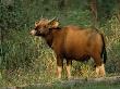 Wild Gaur Feeding (Bos Gaurus) Nagarhole National Park, India by Anup Shah Limited Edition Pricing Art Print