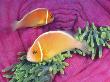 Pink Anemonefish, In Sea Anemone, Palau, Micronesia by Doug Perrine Limited Edition Print