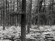 Pine Tree Trunks With Undergrowth by Oote Boe Limited Edition Print
