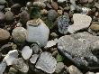 Close View Of Glass And Ceramic On Glass Beach, A Former Dump Site, California by Sylvia Sharnoff Limited Edition Print