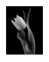 Tulips I by Seamus Ryan Limited Edition Pricing Art Print