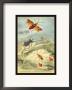 Insects: Syrtomastes Paradoxus, Cerbus Flaveobus by James Duncan Limited Edition Print