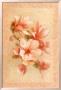 Pink Magnolia by Danhui Nai Limited Edition Print