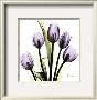 Tulip In Purple by Albert Koetsier Limited Edition Pricing Art Print