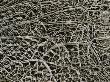 Detail Of A Prickly Pear Cactus Skeleton by Stephen Sharnoff Limited Edition Print