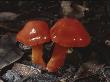 Glossy, Brilliant Red Mushrooms Called Scarlet Waxy Caps by Stephen Sharnoff Limited Edition Print