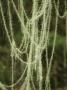 Close View Of Strands Of Methuselahs Beard Lichens by Stephen Sharnoff Limited Edition Print