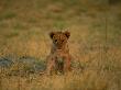 A Five-Month-Old Cub by Beverly Joubert Limited Edition Print