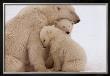 Polar Bear Family by Kennan Ward Limited Edition Print