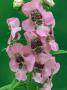 Angelonia, Pink, Close Up Of Flowers by Kidd Geoff Limited Edition Print