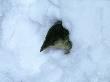 Common Shrew, Sorex Araneus In Snow by Overseas Press Agency Limited Edition Print